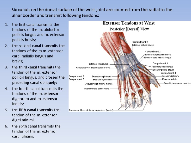 Six canals on the dorsal surface of the wrist joint are counted from the